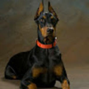 Meet your Posher, Ronald